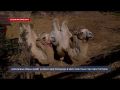 Верблюжья семья поселилась на ранчо для попавших в беду животных под Севастополем
