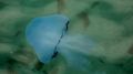 Ученый связал нашествие медуз на Азове с водной блокадой Крыма