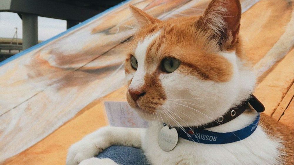 Трассу "Таврида" украсили граффити с котом Мостиком размером с дом: ВИДЕО