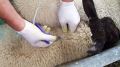 Специалистами ГБУ РК «Сакский районный ВЛПЦ» продолжается проведение мероприятий по вакцинации мелкого рогатого скота против сибирской язвы