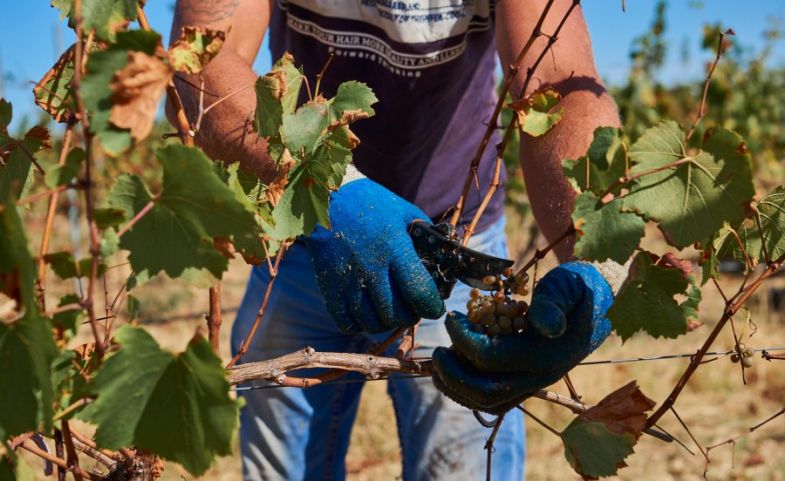 Севастопольские аграрии планируют собрать более 20 тысяч тонн винограда