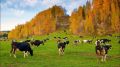 Госкомветеринарии Крыма информирует о необходимости соблюдения мер по профилактике лейкоза крупного рогатого скота на территории Республики Крым
