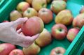 Урожайность зимних сортов яблок в Крыму вырастет на 50%