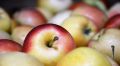 Аграрии Крыма планируют в текущем году собрать на 50% больше яблок