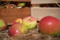 Крымские яблоки премиум-сортов поставляют от Мурманска до Дальнего Востока