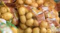 Не боится болезней и вредителей: ученые вывели сибирский сорт картошки