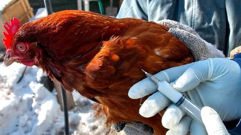 Специалистами ГБУ РК «Сакский районный ВЛПЦ» выполнены мероприятия, направленные на профилактику болезни Ньюкасла и гриппа птиц на территории Сакского района