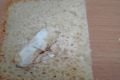 Крымчанка нашла в хлебе отраву для тараканов