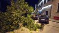 Ночью в Ялте на припаркованные автомобили рухнуло дерево. Фото