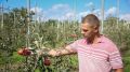 Больше, чем могли собрать: яблоневый суперсад в Крыму дал первый урожай