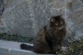 МВД проверит информацию из СМИ об отравлении 70 кошек в Балаклаве