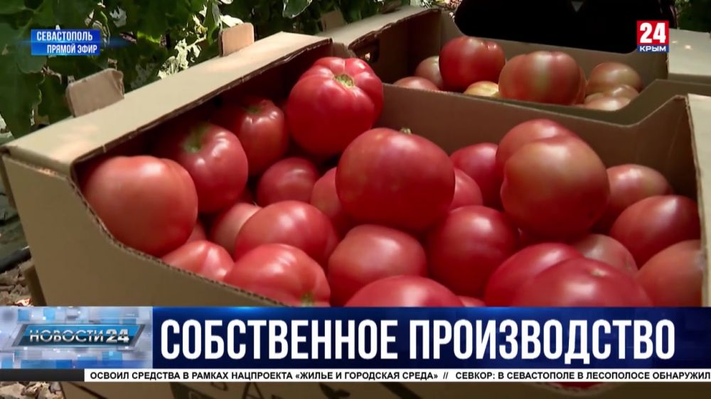 В севастопольских теплицах начали сбор томатов: какой урожай в этом году и как поддержат предпринимателей?