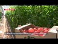 В теплицах под Севастополем стартовал сбор урожая томатов