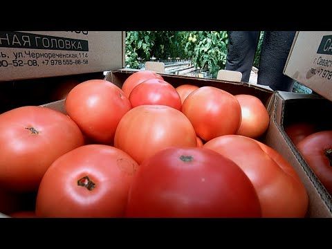 В Севастопольских теплицах началась уборка помидоров (СЮЖЕТ)