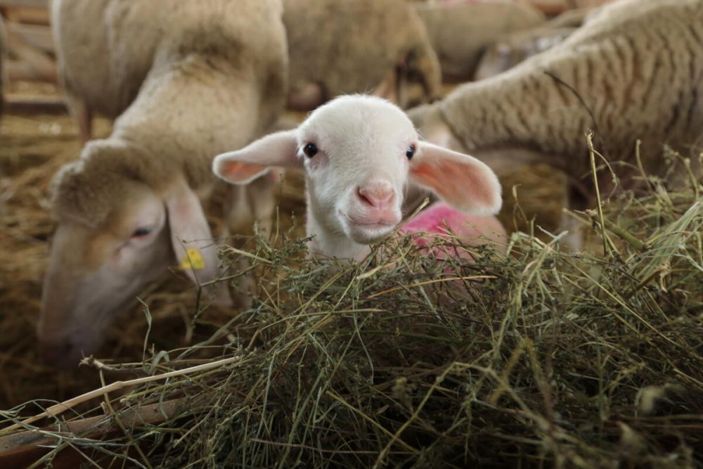 Крымское правительство усилит поддержку овцеводства