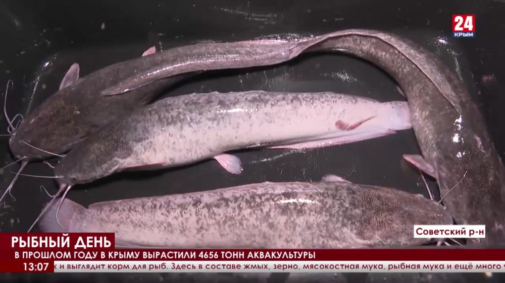 В этом году рыбоводам Республики выделят 24 миллиона рублей. Как развивается отрасль и что выращивают в водоёмах Крыма?
