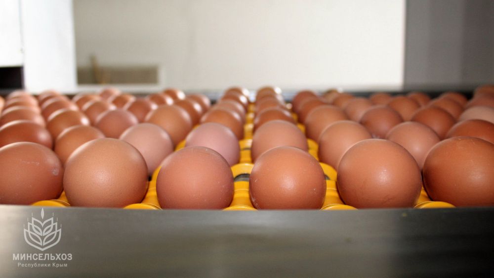 За 8 месяцев этого года в республике произведено почти 202 миллиона яиц – Андрей Рюмшин