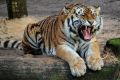 «Хотел показать пальчиком на тигра»: Мама пострадавшего ребёнка в крымском зоопарке рассказала свою версию инцидента