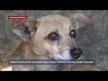Зоозащитники Севастополя спасли пса с необычными глазами
