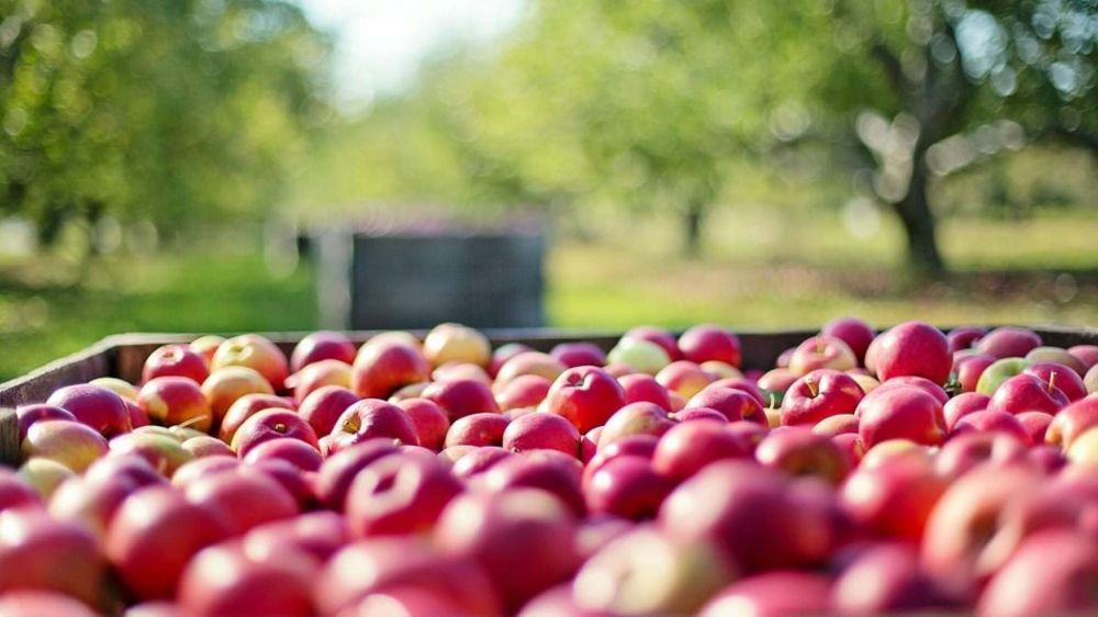 Крымские ученые изучат полезные свойства яблочного сидра