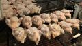 Курица осенью в цене: эксперты о регулировании цен на куриное мясо