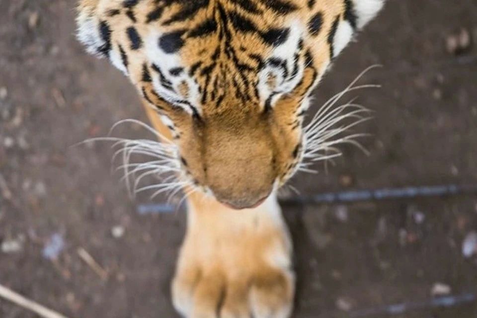 Владелец парка «Тайган» назвал виновного в нападении тигра на ребенка