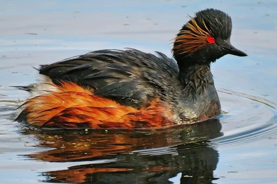 Специалисты выясняют причины массовой гибели птиц у берегов Сиваша