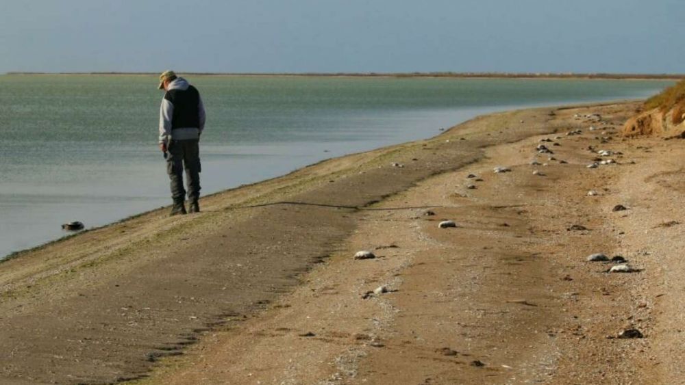 Крымский берег усеян тысячами трупов: гибель птиц на востоке полуострова