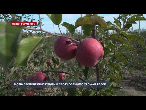 В Севастополе приступили к сбору осеннего урожая яблок