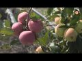 Севастопольские фермеры собирают яблочный урожай (СЮЖЕТ)