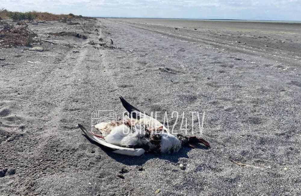 Эколог рассказал, какие птицы погибли на побережье озера Сиваш в Крыму