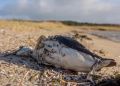 В Крыму на заливе Сиваш массово погибли птицы