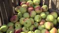 На севастопольских сельхозпредприятиях стартовал сбор яблок