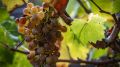 В Феодосии несостоявшийся винодел попался на краже 900 кг винограда