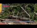 По факту вырубки деревьев в Казачьей бухте Севастополя возбуждено уголовное дело