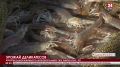 В Крыму идёт вылов уникальной креветки «Ваннамей». Какой урожай деликатесов соберут в этом году?