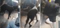 Собака в поиске хозяина разъезжает на автобусе по Феодосии