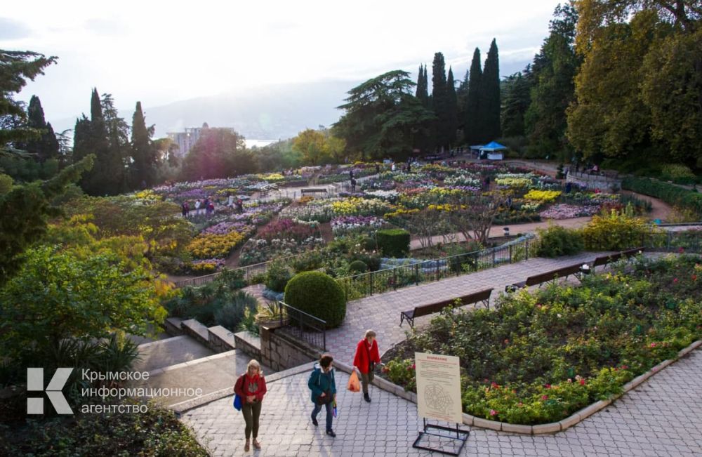 В Никитском ботаническом саду готовятся к Балу хризантем