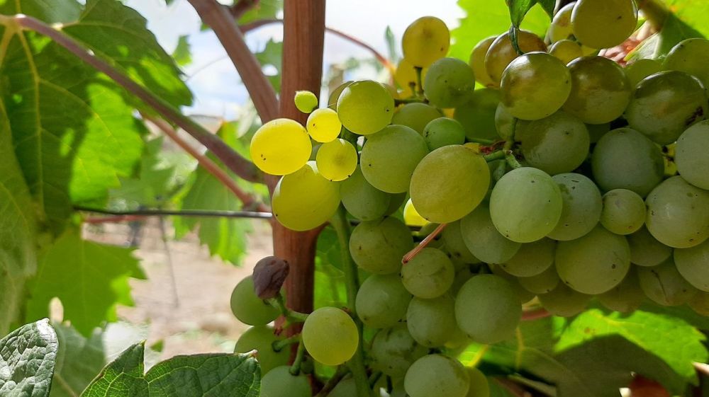 В Республике Крым убрано более 45% площади виноградников - Андрей Рюмшин