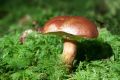 «Тихая охота»: как правильно собирать грибы в Крыму — советы биолога