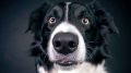 Хвостатые вундеркинды: какие собаки способны запоминать десятки слов