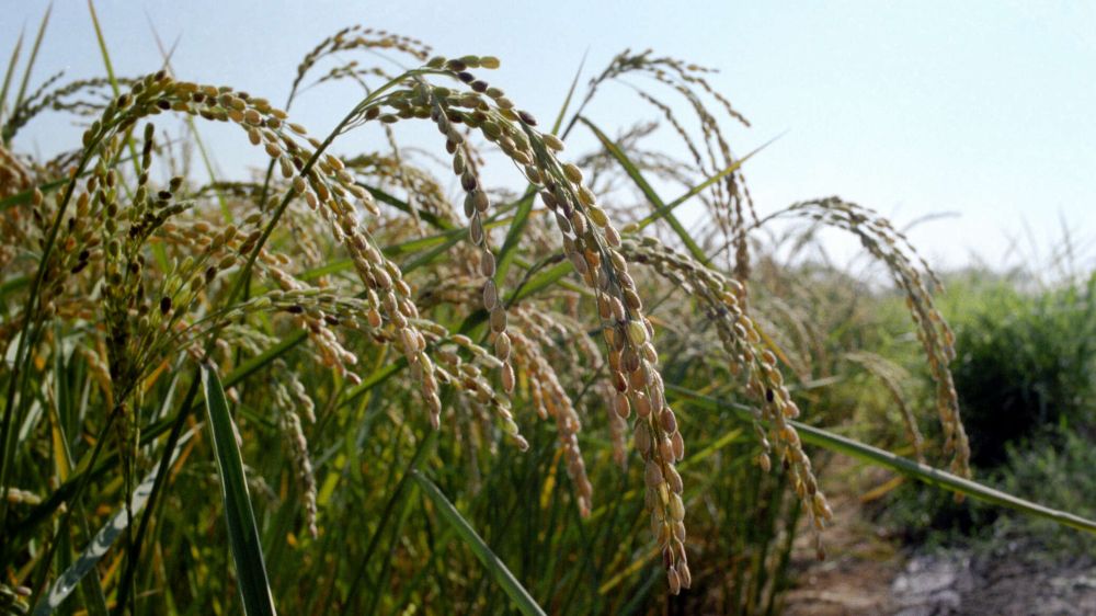 На Кубани потеряли часть урожая риса