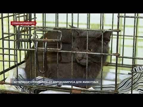 Севастопольский ветеринар рассказал об эффективности прививки от COVID-19 для животных