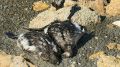 Массовая гибель птиц не коснулась крымских заповедников
