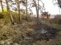 Поджигатели леса не уйдут от ответственности