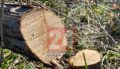 Под Севастополем неизвестные срубили больше 400 краснокнижных деревьев