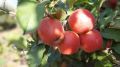 Андрей Рюмшин: В Крыму собрано порядка 84 тысяч тонн плодово-ягодной продукции