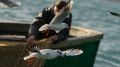 Севастопольским рыбакам-любителям найдут лодочные причалы – губернатор