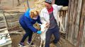 Специалисты ГБУ РК «Ялтинский городской ВЛПЦ» продолжают проводить выездные плановые противоэпизоотические мероприятия – вакцинацию против сибирской язвы мелкого рогатого скота