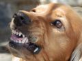 Симферопольский самокатчик стал жертвой нападения собачьей стаи